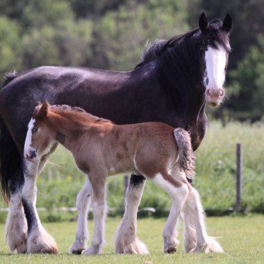 Mother And Foal Credit Viv Potts